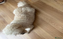 Lhasa Apso dogs for sale: Toby needs a new loving home! **£00.00** - Image 4