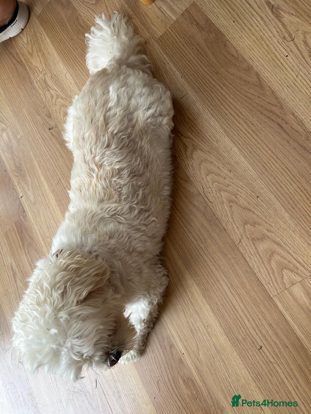 Lhasa Apso dogs for sale: Toby needs a new loving home! **£00.00** - Image 4