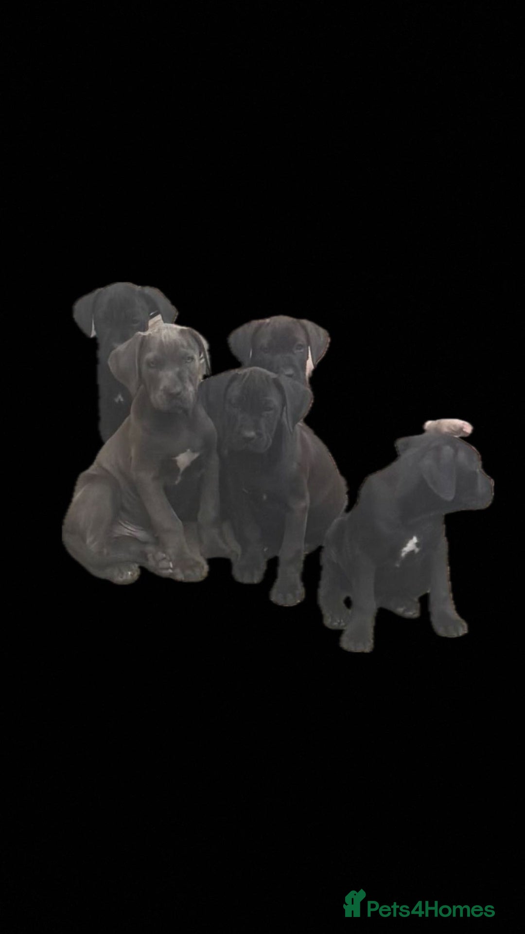 Cane Corso dogs for sale: Cane Corso puppies for sale - Image 4