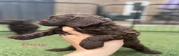 Cockapoo dogs for sale:  Absolutely stunning  F1b chocolate cockapoos  in Peterborough - Advert 12