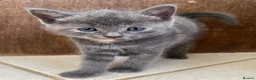 Ragdoll cats for sale: Beautiful grey ragdoll x friendly little girl - Advert 4