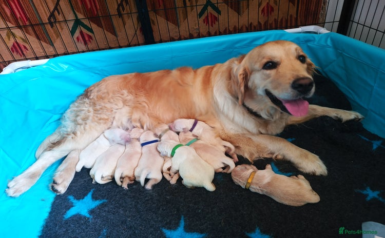Golden Retriever dogs - Advert 3