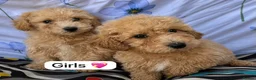 Cavapoo dogs for sale: Beautiful cavapoo puppies 🐶 in Maidstone - Advert 1