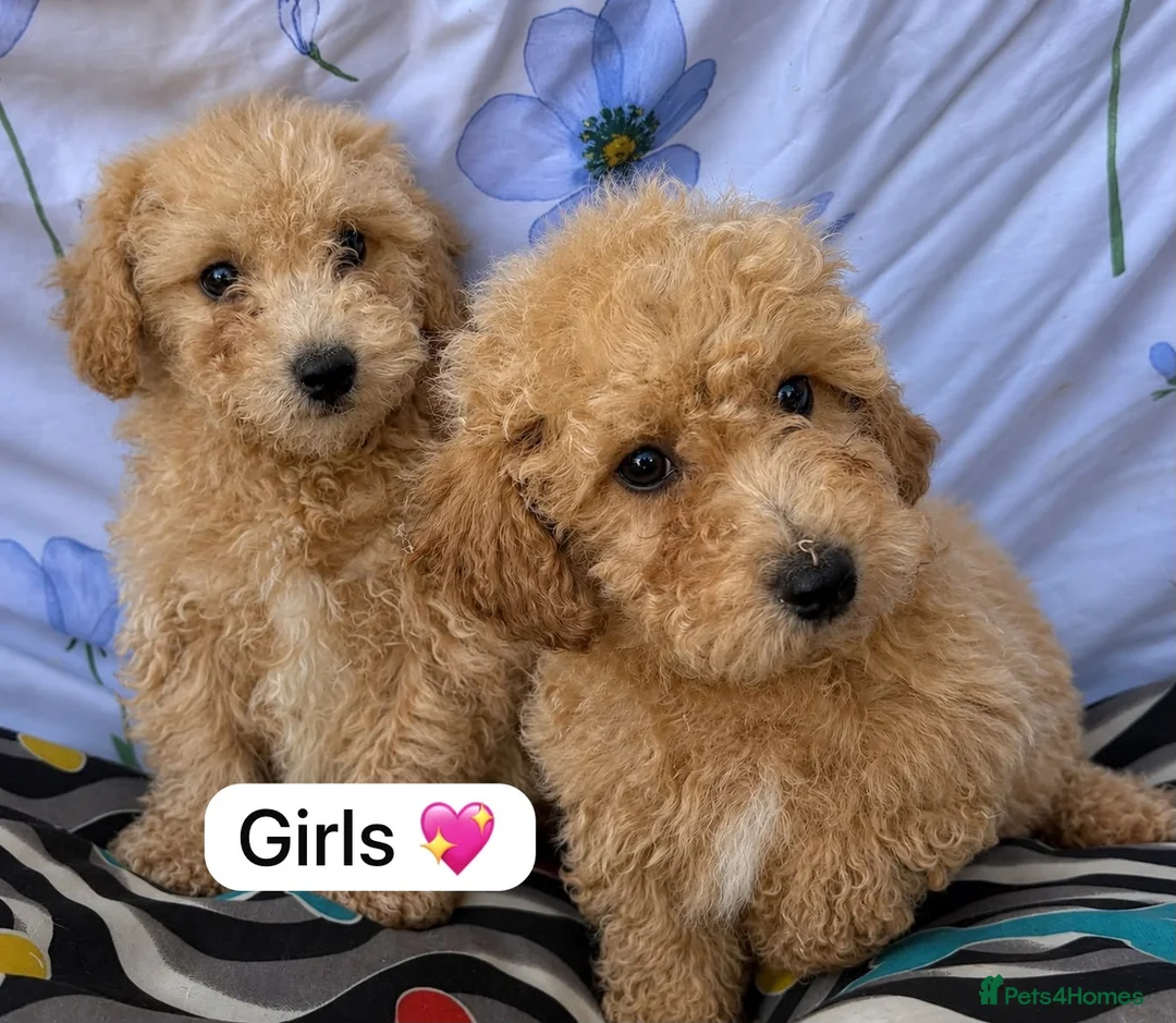 Cavapoo dogs for sale: Beautiful cavapoo puppies 🐶 in Maidstone - Advert 1