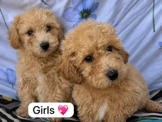 Cavapoo dogs Beautiful cavapoo puppies 🐶 - Advert 1