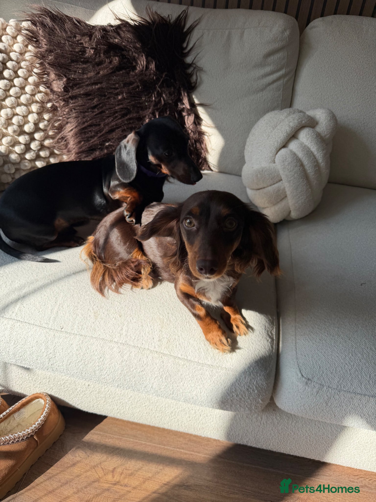 Miniature Dachshund dogs Miniature dachshund puppies - Advert 3