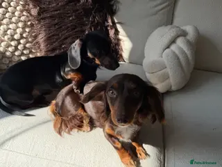 Miniature Dachshund dogs Miniature dachshund puppies - Advert 3