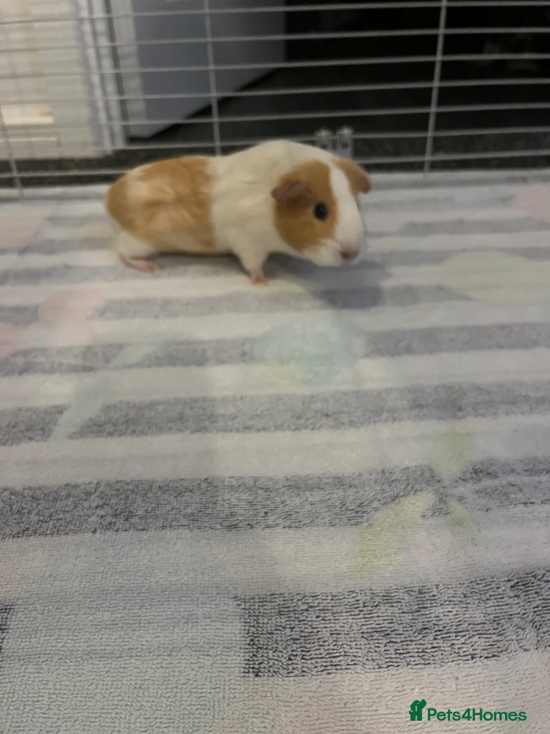Guinea Pig rodents for sale: Two female guinea pings - Advert 6