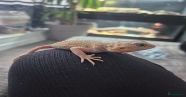 Bearded Dragon reptiles - Advert 2