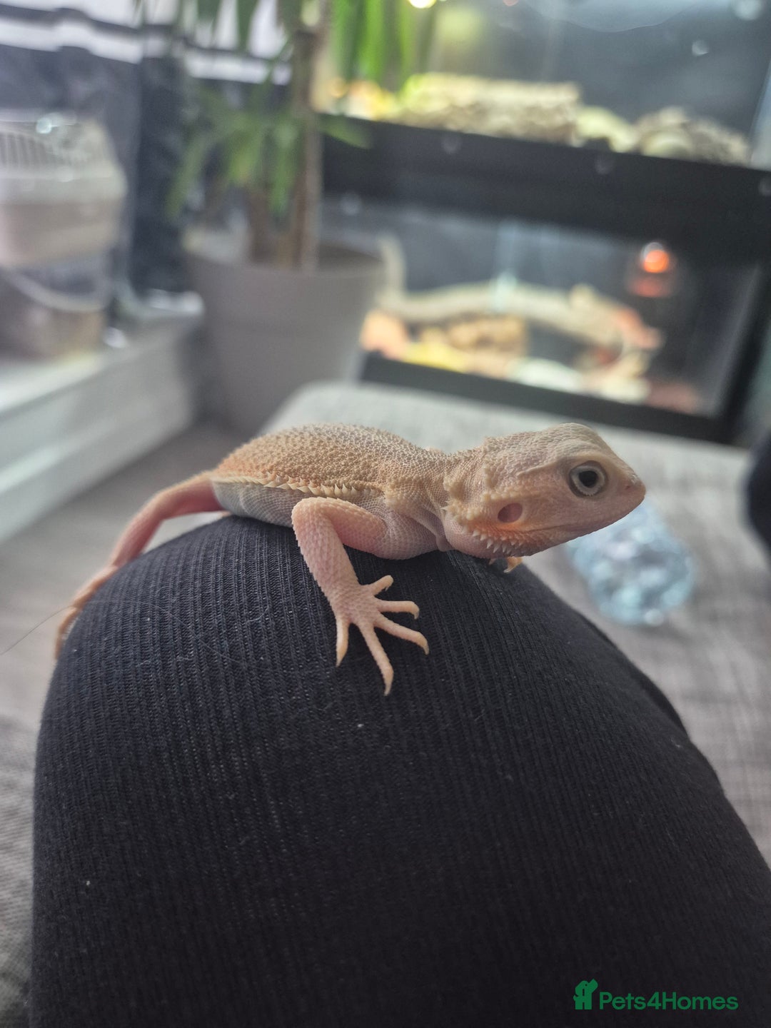 Bearded Dragon reptiles for sale: Baby bearded dragon  - Image 2