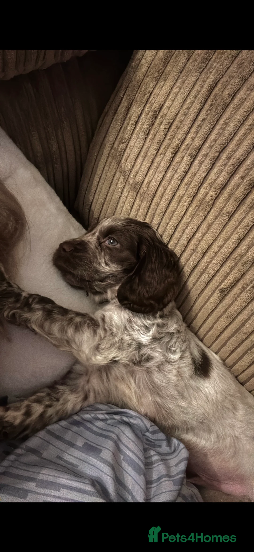 Cocker Spaniel dogs for sale: Cocker-spaniel 3Months  - Advert 3