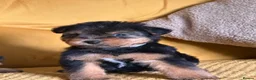 Mixed Breed dogs for sale: Wawauzer puppies  - Advert 4
