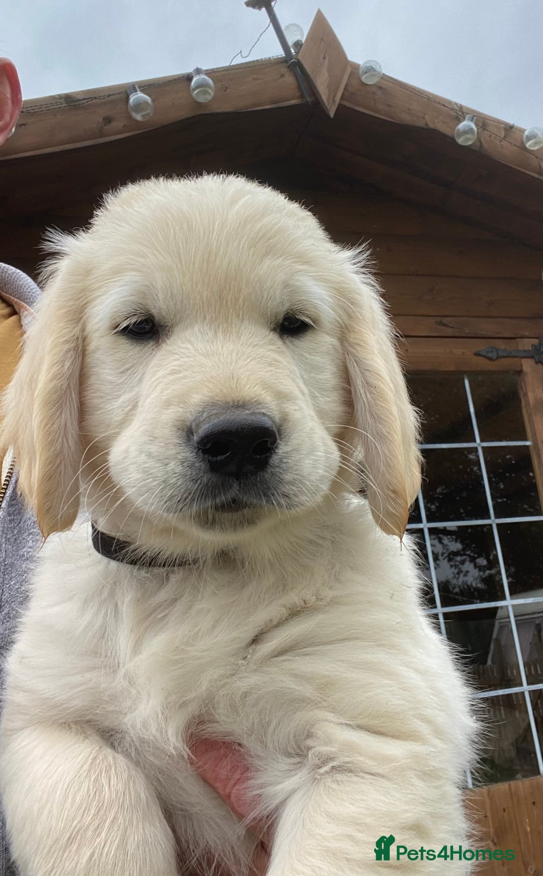 Golden Retriever dogs for sale: KC Golden Retrievers  - Image 1