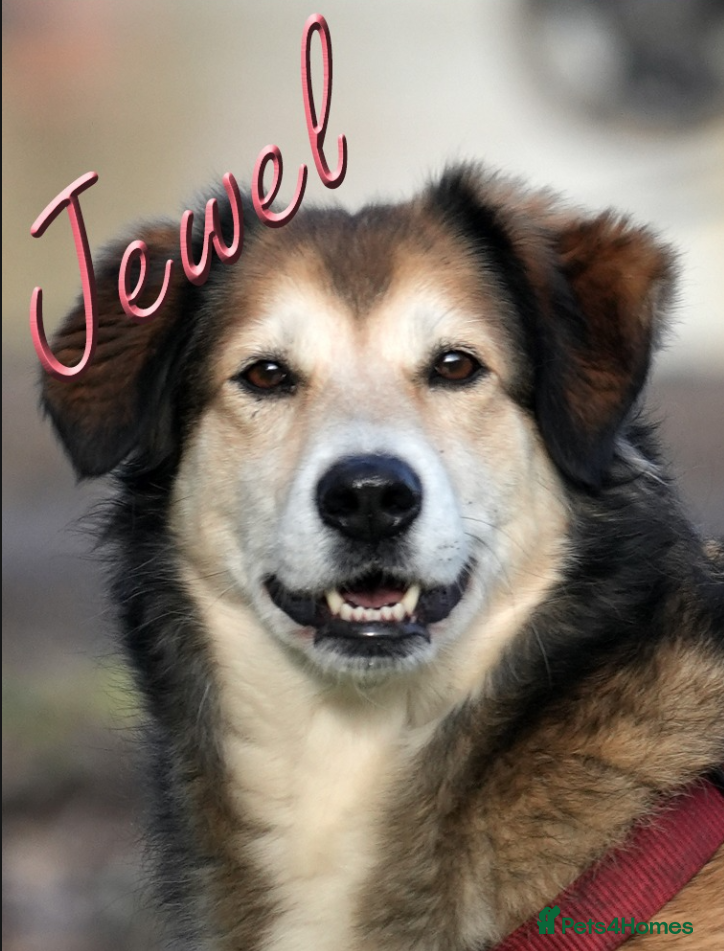 Mixed Breed dogs Jewel is looking for her forever family! - Advert 14