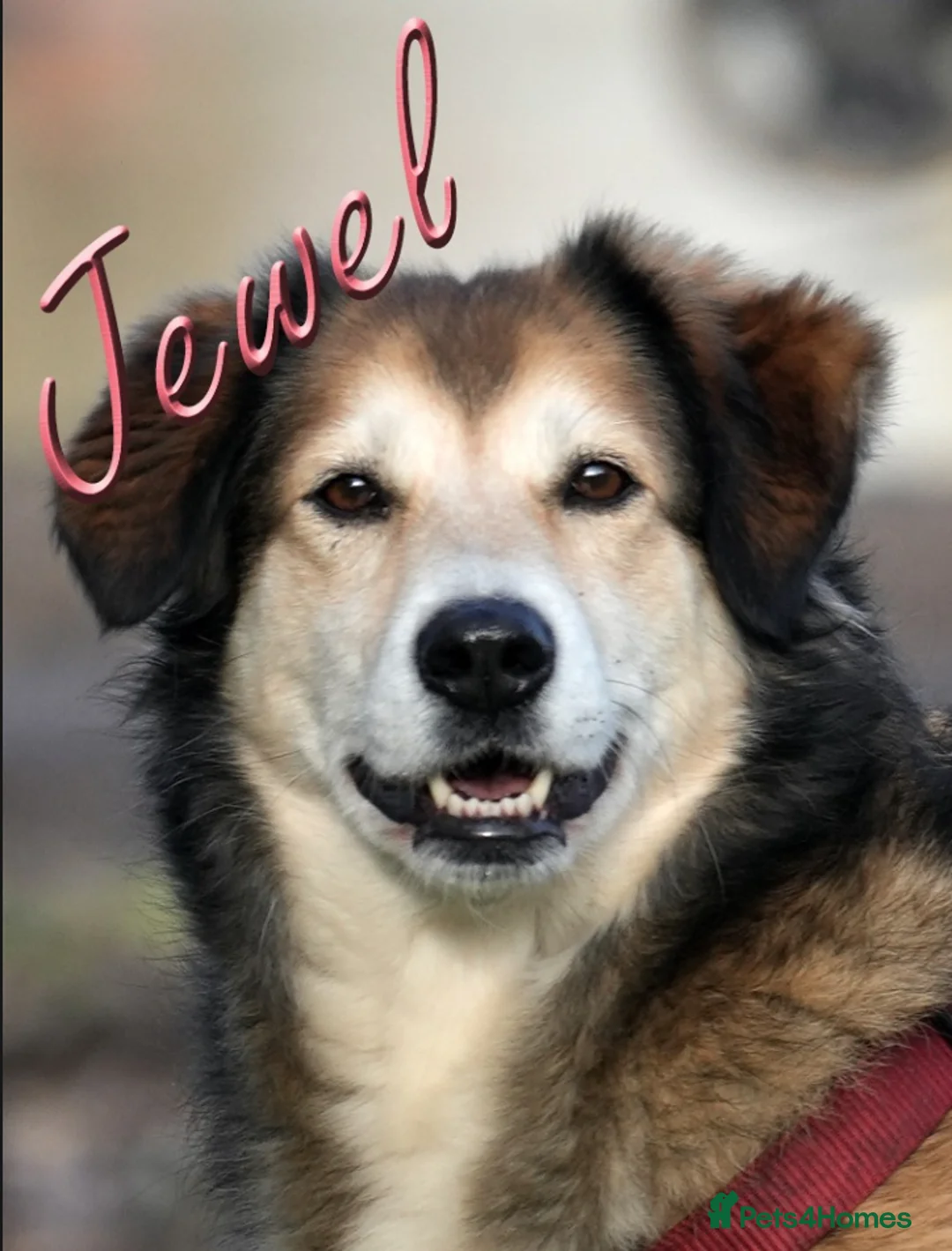 Mixed Breed dogs for adoption: Jewel is looking for her forever family! - Advert 1