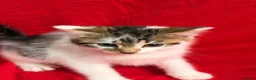 Mixed Breed cats for sale: READY TO COLLECT TODAY! Cutie family kittens  - Advert 8