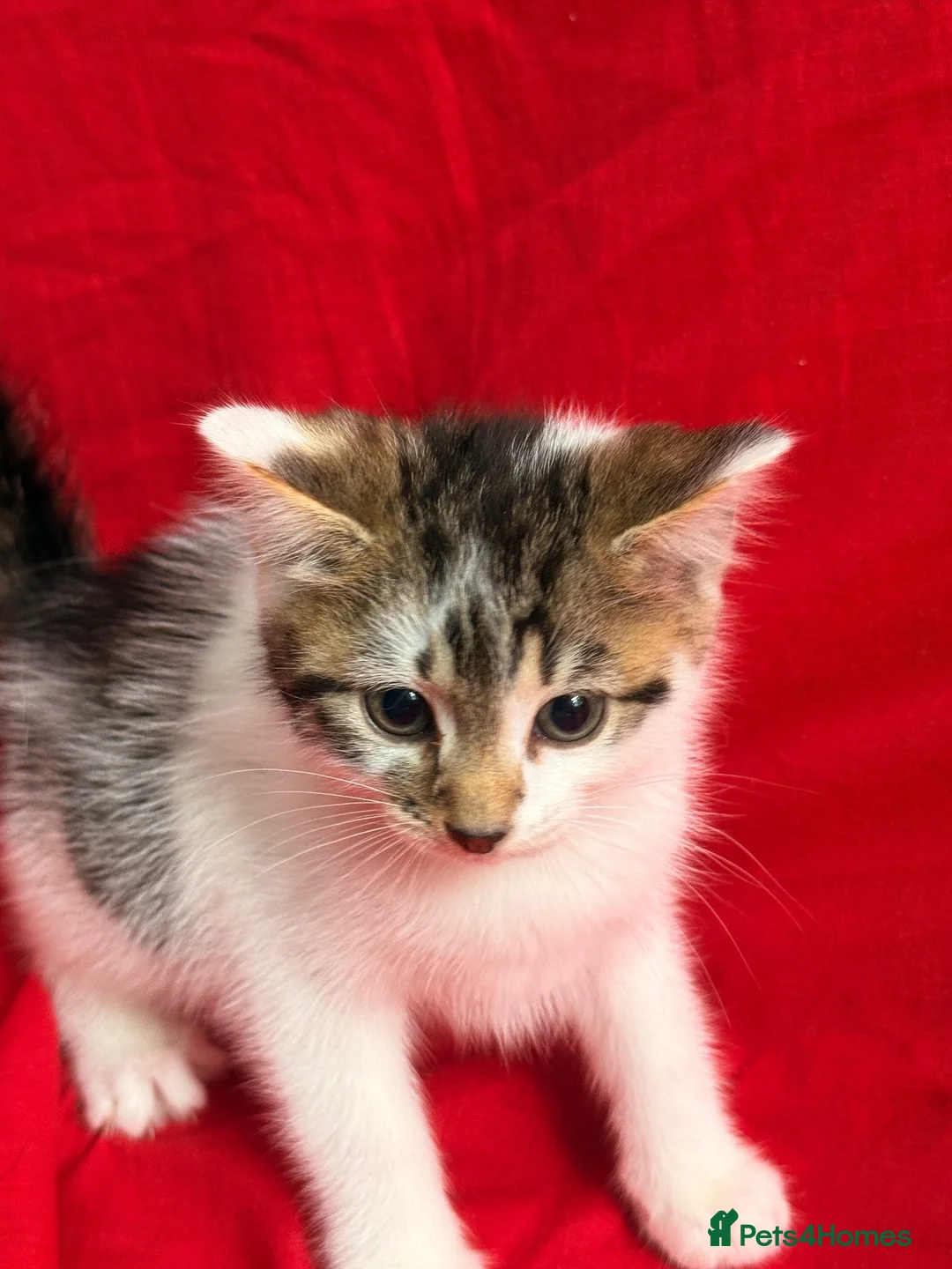 Mixed Breed cats for sale: READY TO COLLECT TODAY! Cutie family kittens  - Advert 8