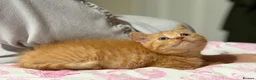 British Shorthair cats for sale: Rare Red British Shorthair Kittens - Advert 11