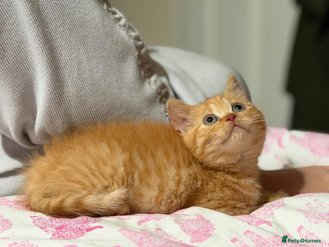 British Shorthair cats for sale: Rare Red British Shorthair Kittens - Advert 11