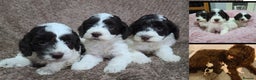 Cavapoo dogs for sale: F1b Cavapoos. Chocolate Parti. HEALTH TESTED - Advert 1