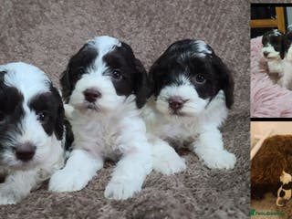 Cavapoo dogs F1b Cavapoos. Chocolate Parti. HEALTH TESTED - Advert 4