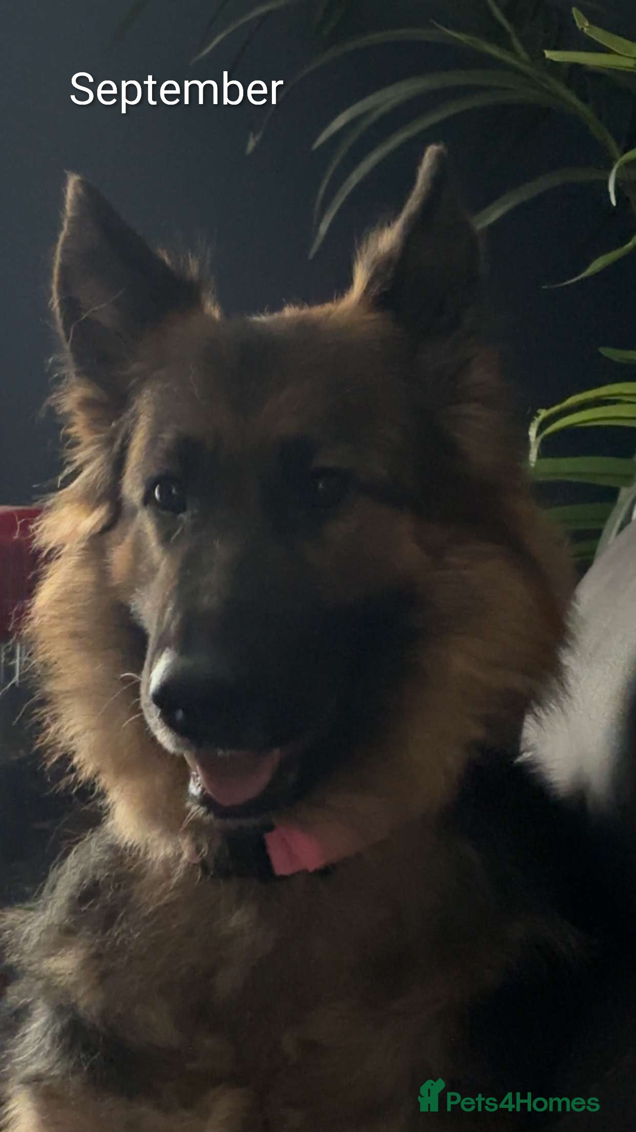 German Shepherd dogs German Shepherd Puppy's  - Advert 1