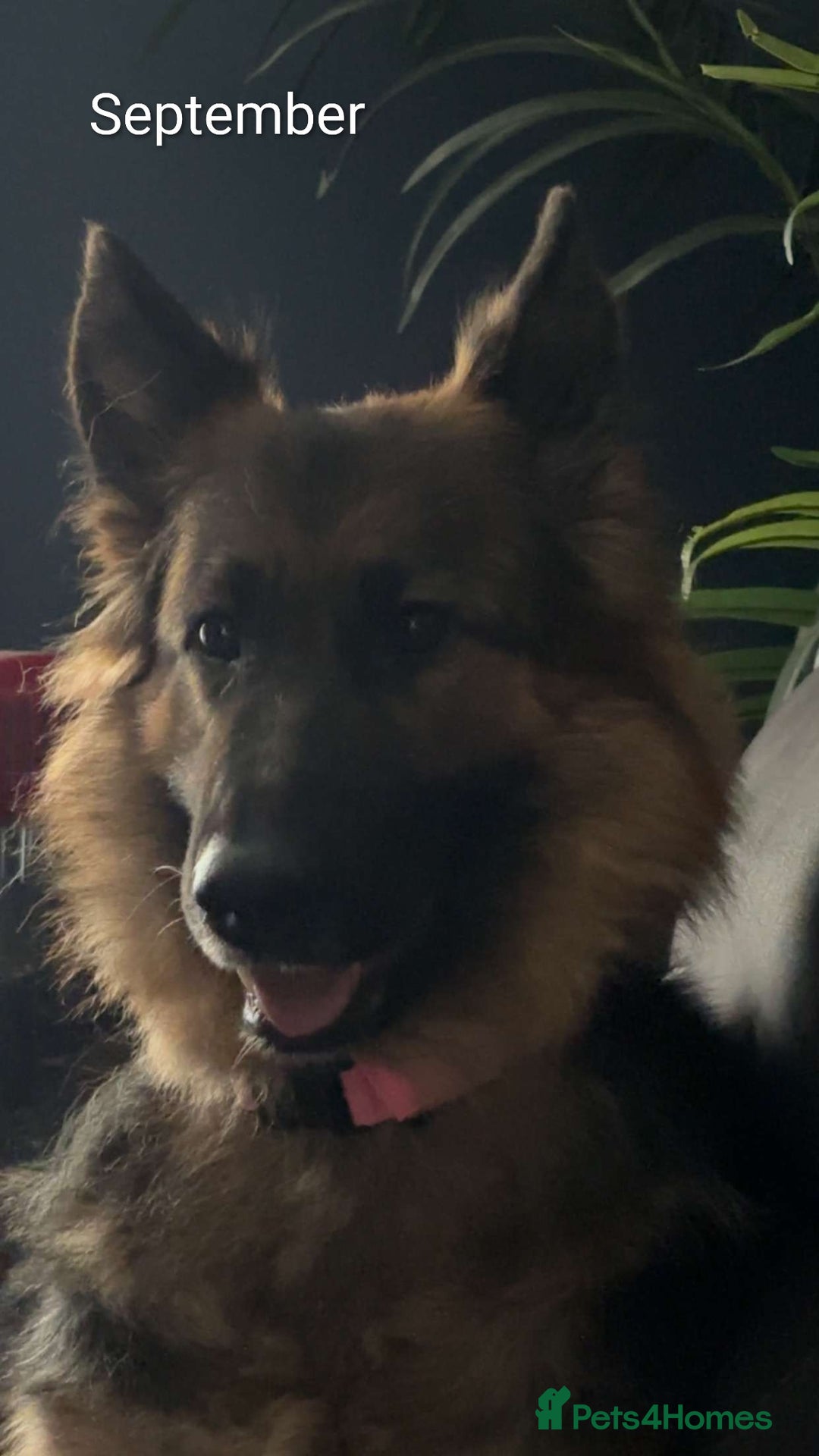 German Shepherd dogs for sale: German Shepherd Puppy's  - Advert 1