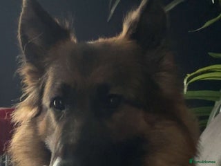 German Shepherd dogs German Shepherd Puppy's - Advert 16