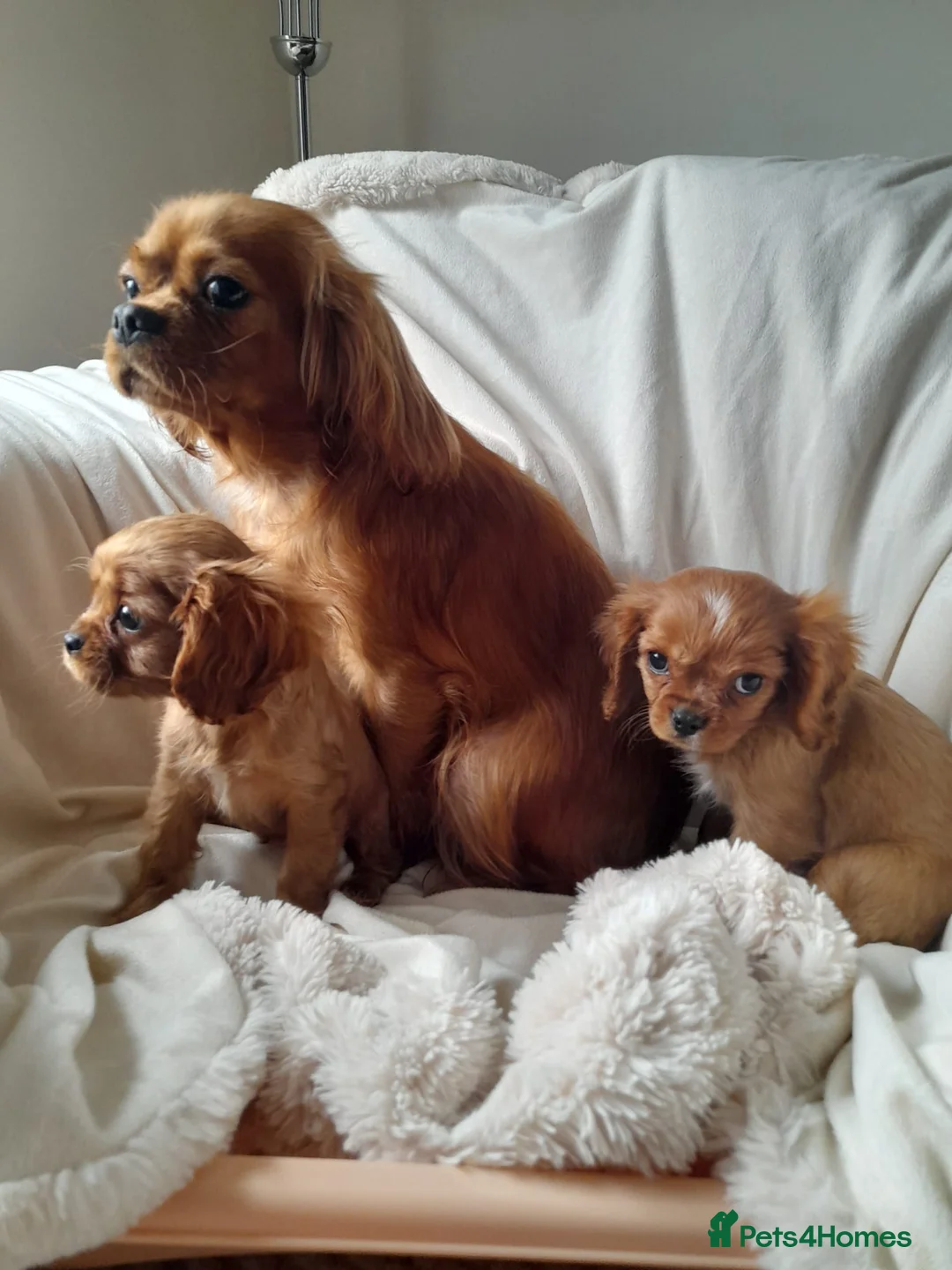 Cavalier King Charles Spaniel dogs for sale: King charles cavalier Pups - Advert 3