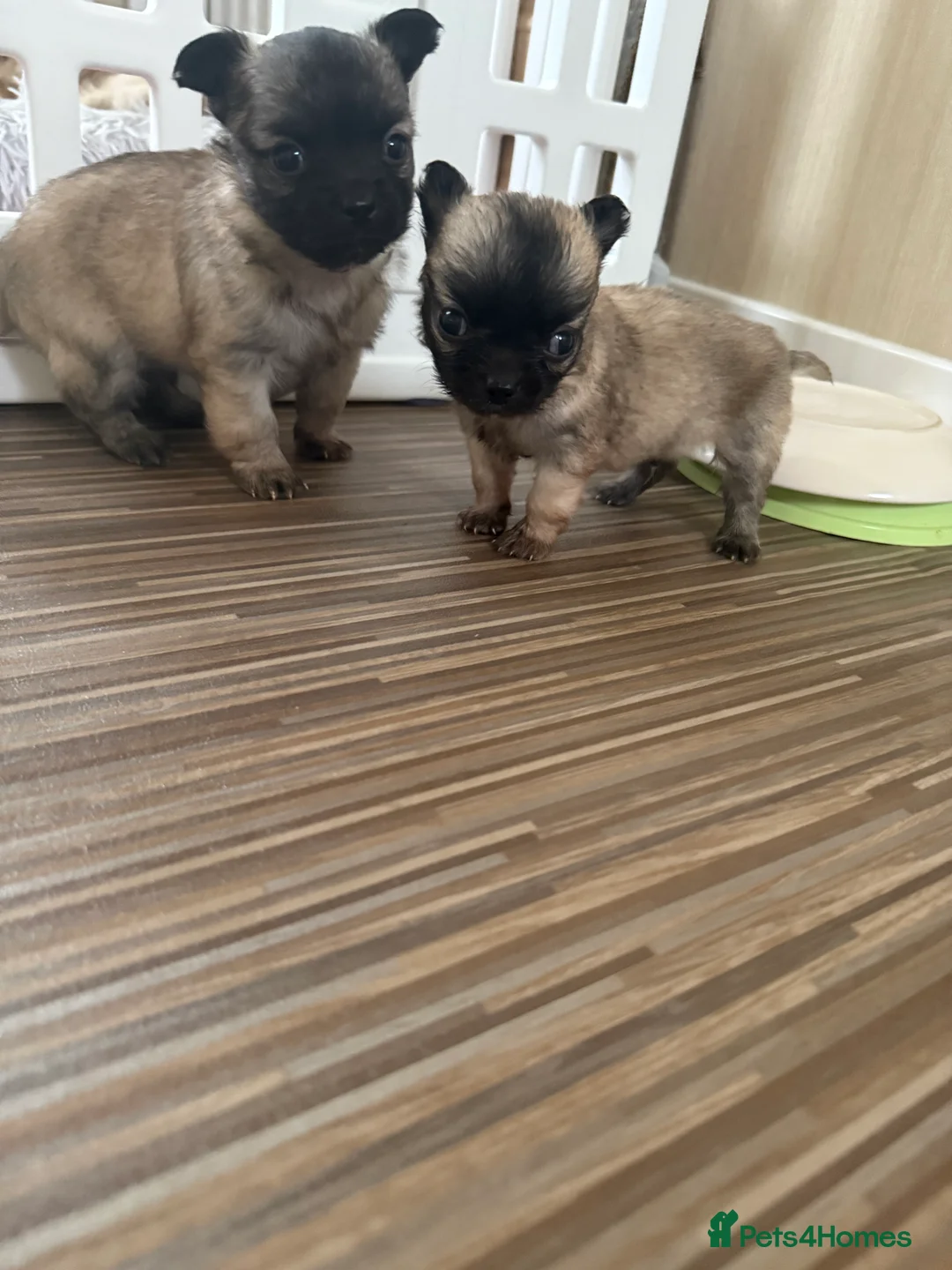 Chihuahua dogs for sale: 2 BOY CHIHUAHUA FOR SALE - Advert 4