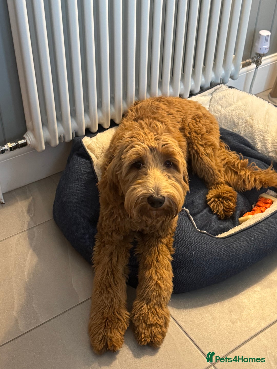 Australian Labradoodle dogs for sale: Australian Labradoodle- 9 months - Medium size  in Glasgow - Image 2