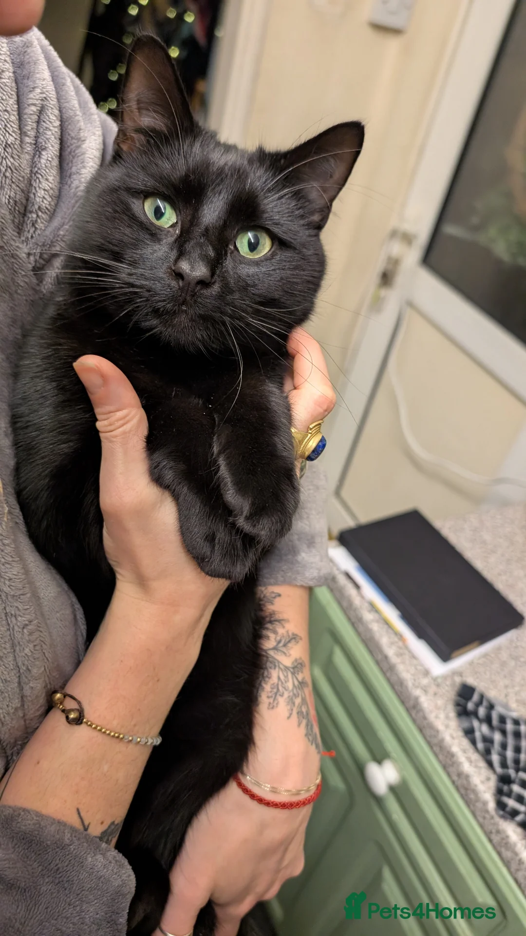 Mixed Breed cats for sale: Merlin, a beautiful black male cat  - Advert 5