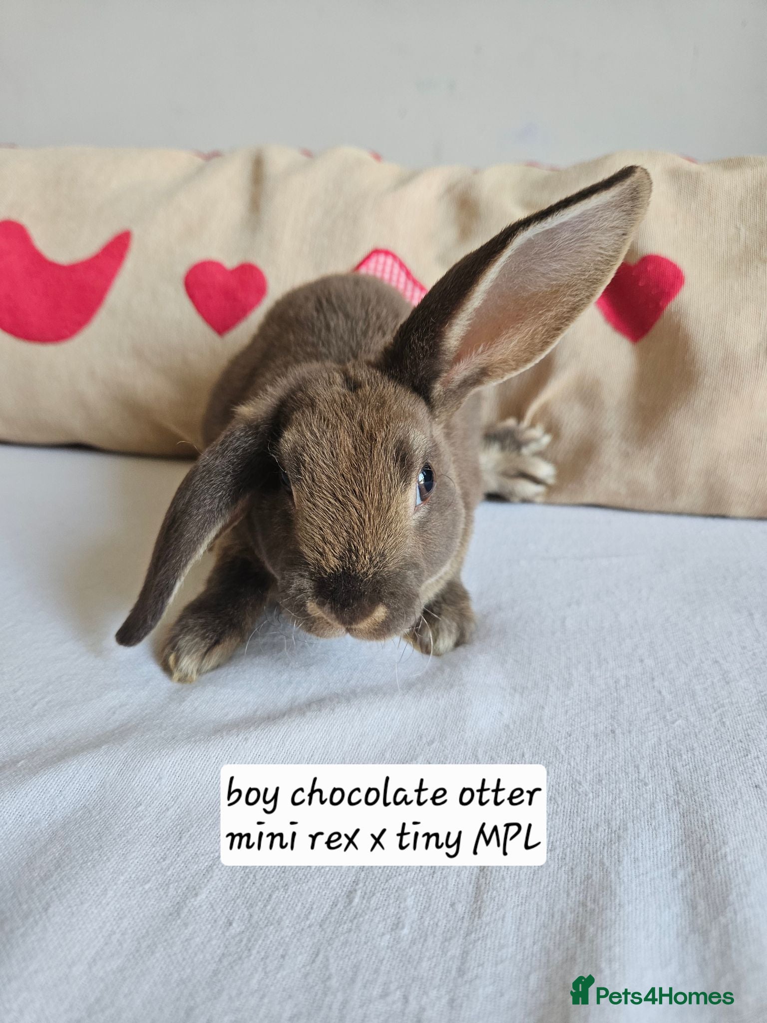 Rex rabbits Mini rex Chocolate & Lilac  - Advert 2