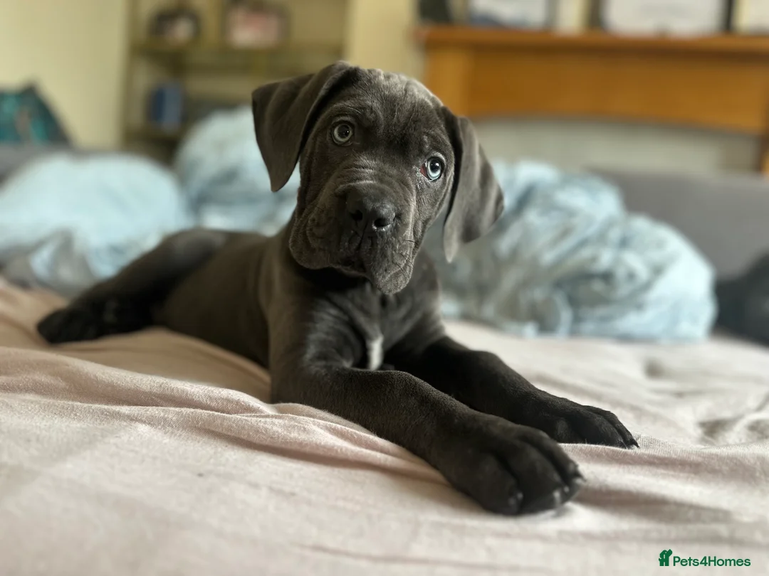 Cane Corso dogs for sale: Balestra Magica Corso IKC/FCI ❤️Last Girl Left❤️ - Advert 6