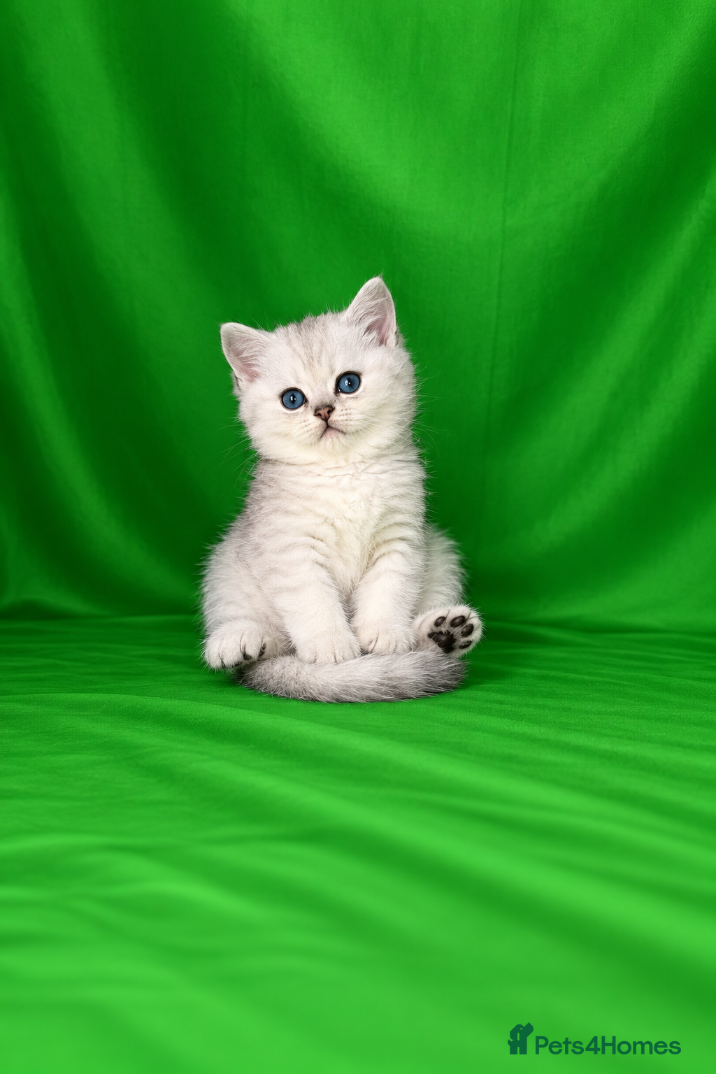 Scottish Fold cats REDUCED ❗️1 Male Scottish Straight Kitten - Advert 7