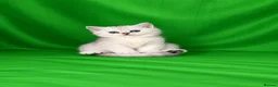 Scottish Fold cats for sale: REDUCED ❗️1 Male Scottish Straight Kitten - Advert 1