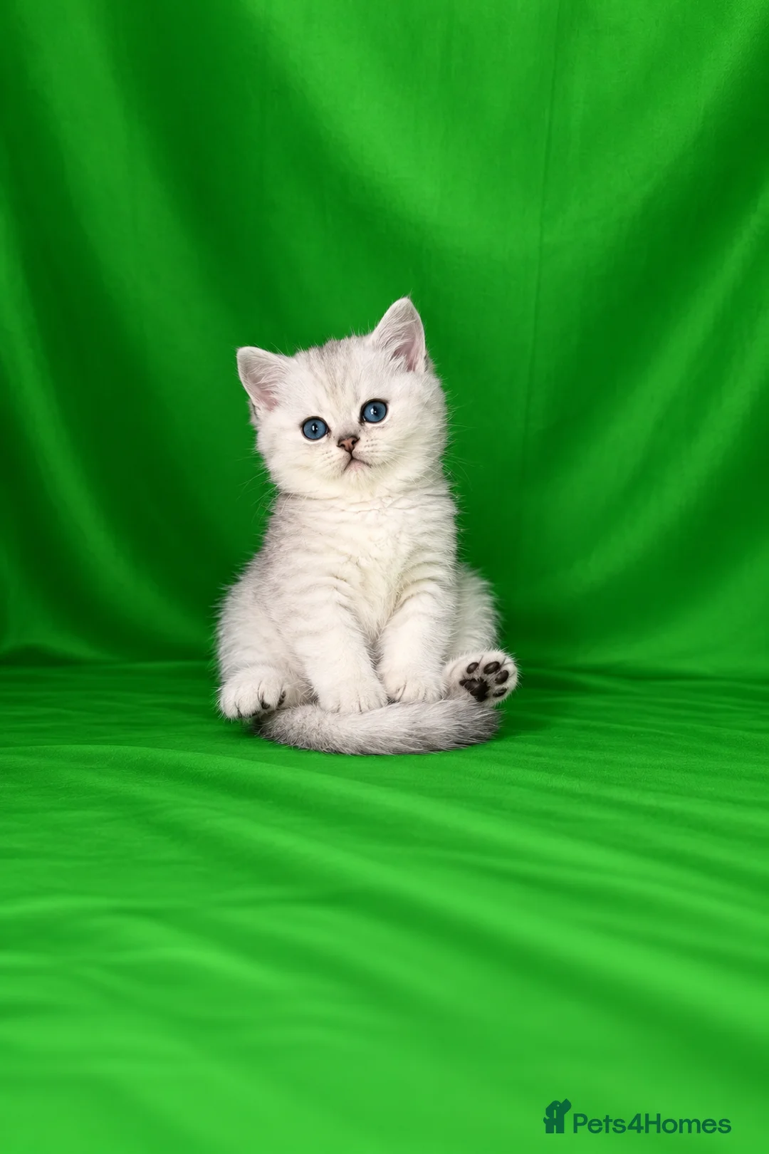 Scottish Fold cats for sale: REDUCED ❗️1 Male Scottish Straight Kitten - Advert 1