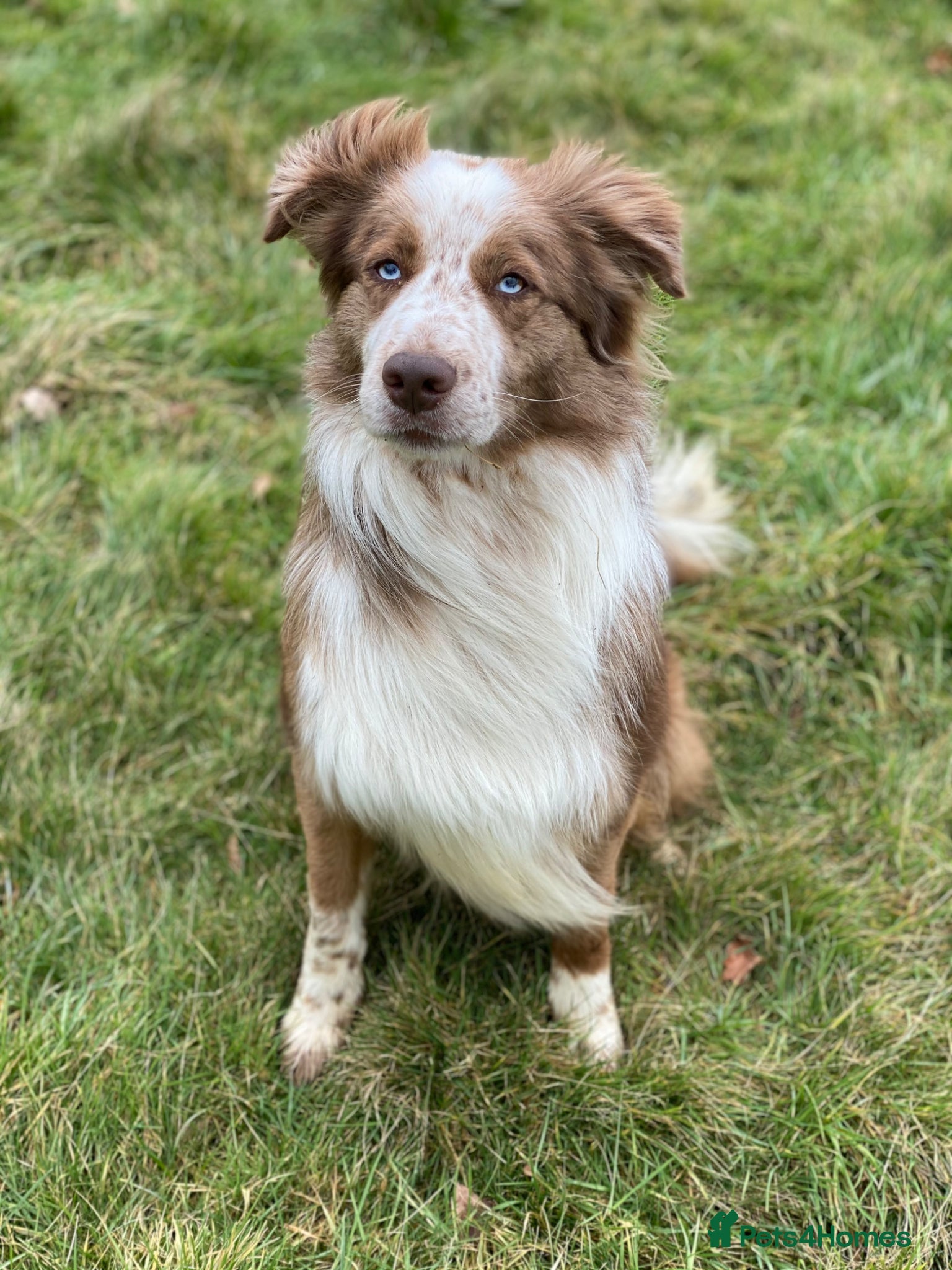 Border Collie dogs for adoption: *READ ATTENTIVELY*  New Home for 6YO Border Collie in Banbury - Advert 5