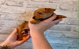 Jack Russell dogs for sale: Jack Russel puppies ready now! Dob is wrong - Image 12