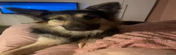 German Shepherd dogs for stud: SIMBA German shepherd for stud in Middlesbrough - Advert 2