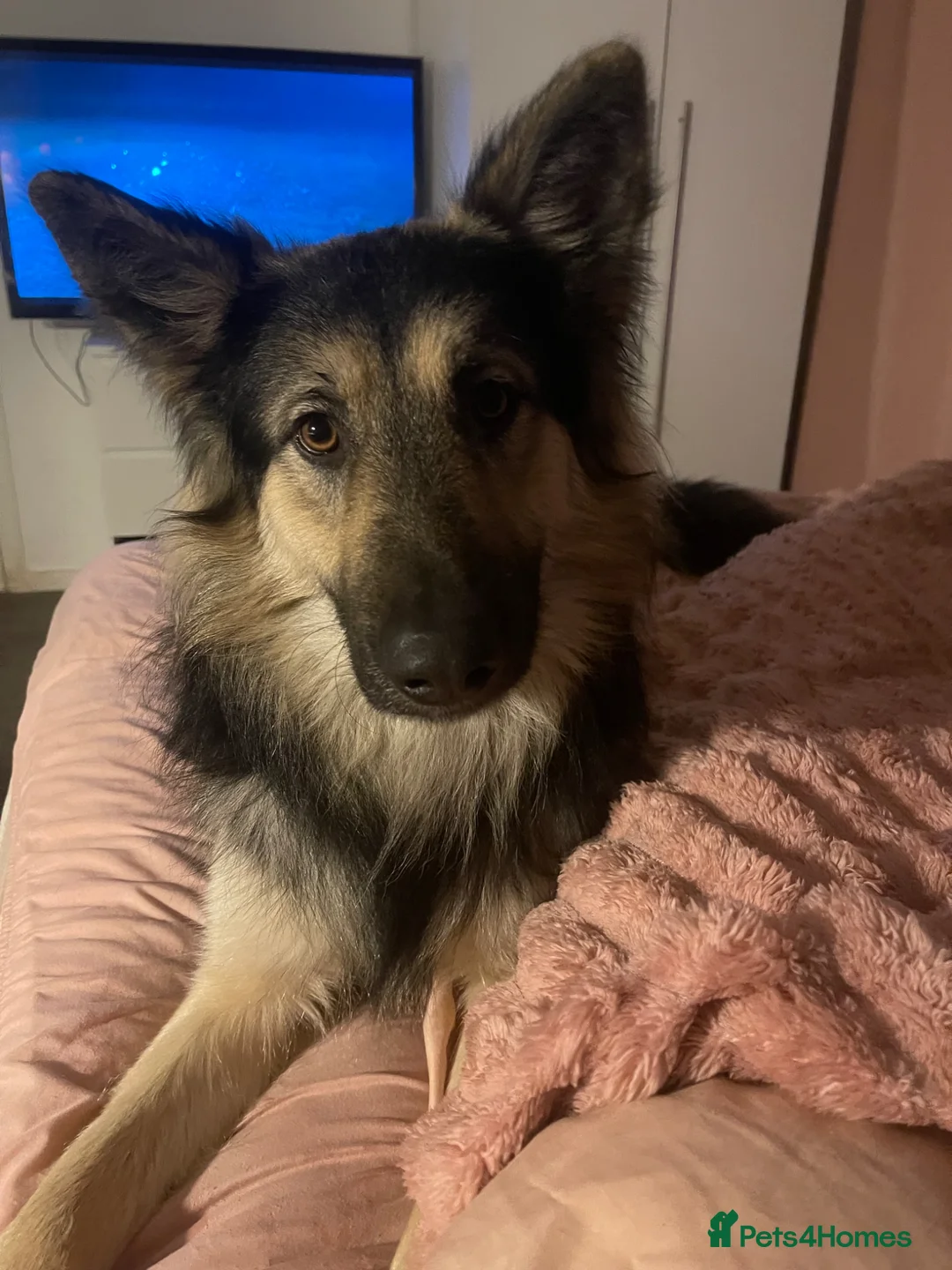 German Shepherd dogs for stud: SIMBA German shepherd for stud in Middlesbrough - Advert 2