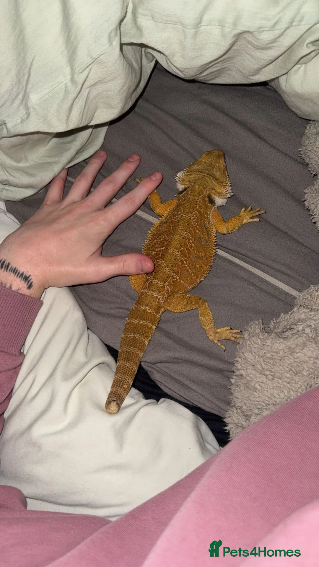 Bearded Dragon reptiles for sale: Bearded dragon in Halifax - Advert 5