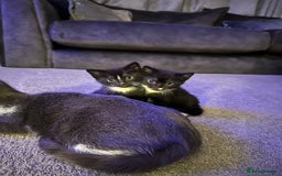 Mixed Breed cats for sale: Two adorable kittens  - Image 2