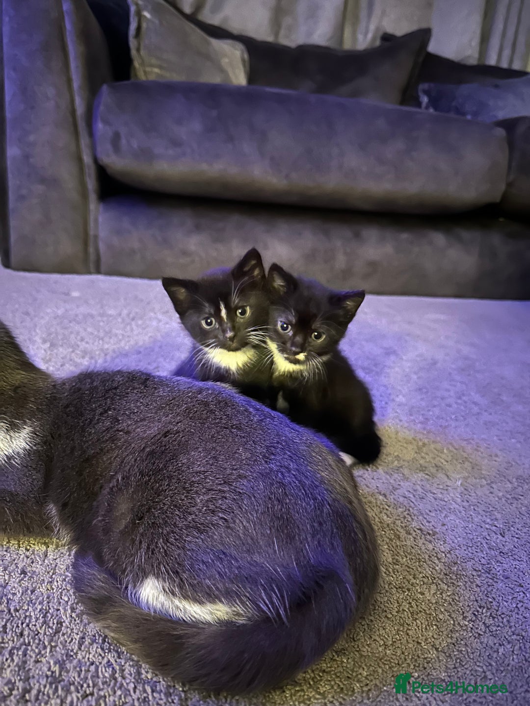 Mixed Breed cats for sale: Two adorable kittens  - Image 2