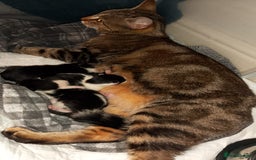 Mixed Breed cats for sale: Kittens  - Image 7