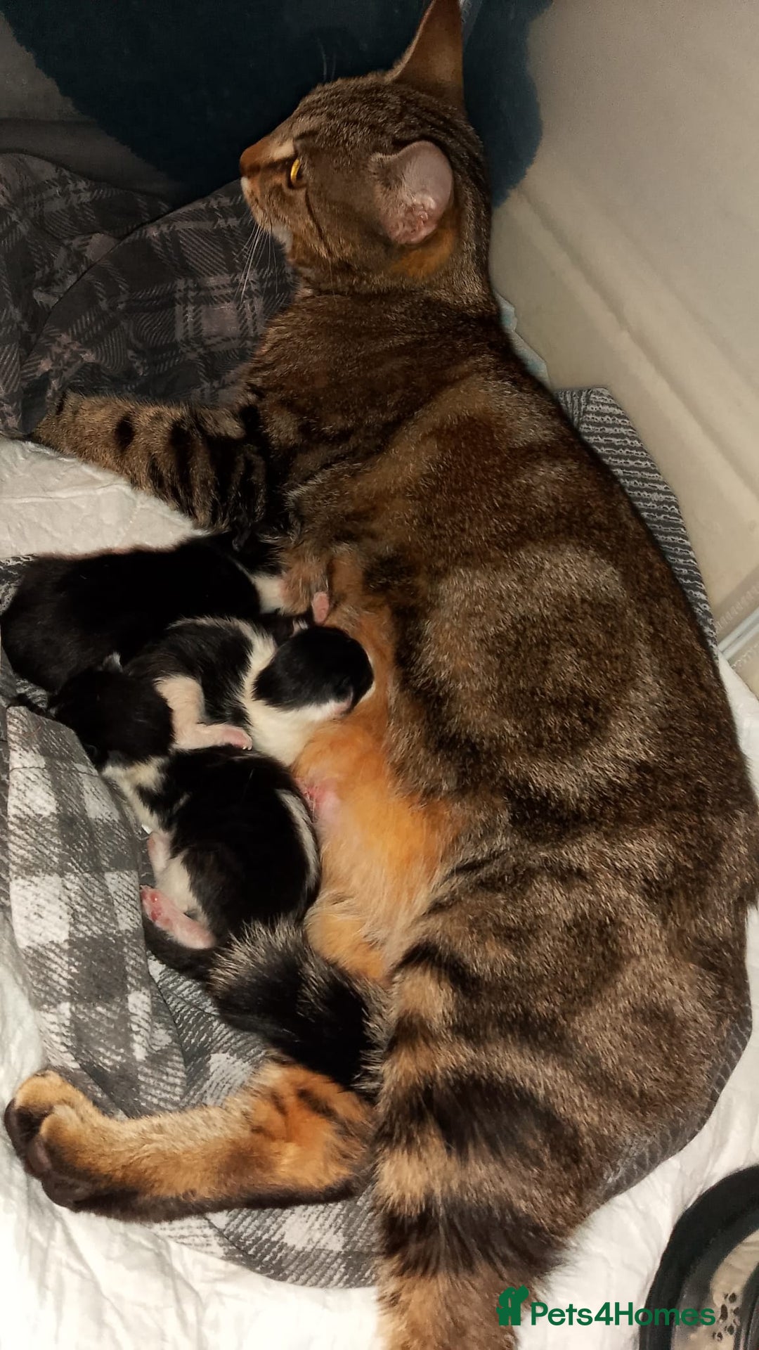 Mixed Breed cats for sale: Kittens  - Image 7