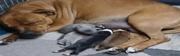 Staffordshire Bull Terrier dogs for sale: Stunning litter of Staffies  in Huntingdon - Advert 1