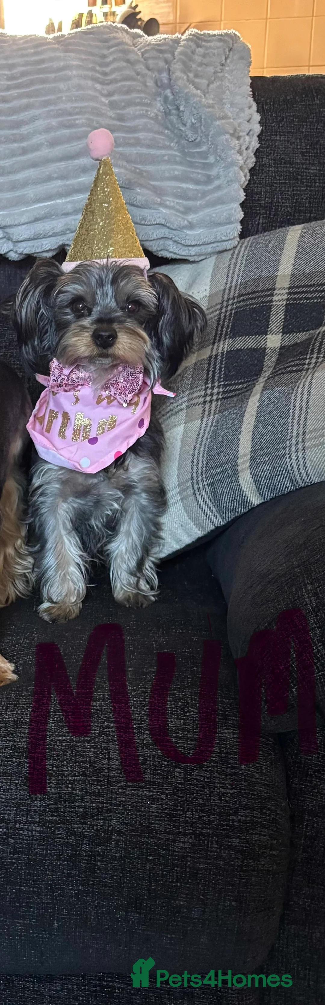 Yorkshire Terrier dogs for sale: ‼️ Litter of 5 Yorkies ‼️ - Advert 5