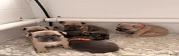French Bulldog dogs for sale: French bulldog pups - Advert 8
