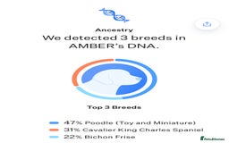 Cavapoochon dogs for sale: Cavapoochon Puppies ready from 20th December 2025  - Advert 30